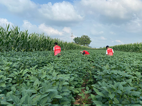 鄭1307優(yōu)勢(shì)