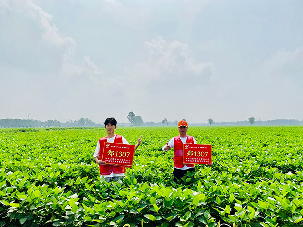 鄭1307山東基地測(cè)產(chǎn)