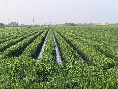 小麥秋播期藥劑拌種全攻略：守護(hù)豐收，從種子開始