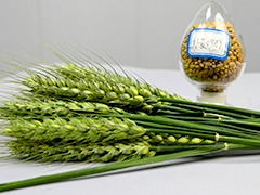 2025年全國(guó)小麥重大病蟲(chóng)害發(fā)生趨勢(shì)預(yù)報(bào)